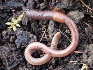 Worms and HOTBIN composting